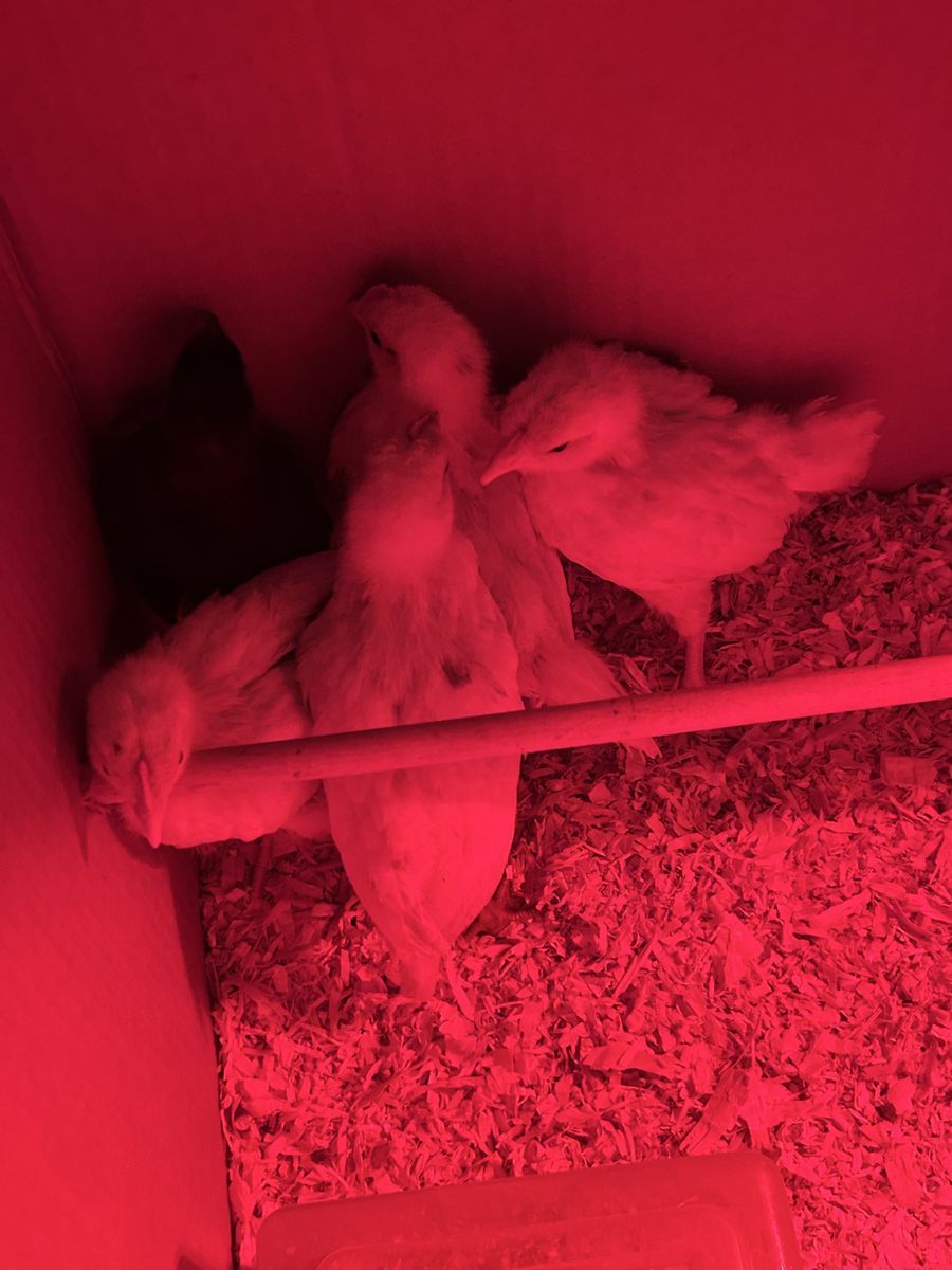 4 week old barnyard mix chicks