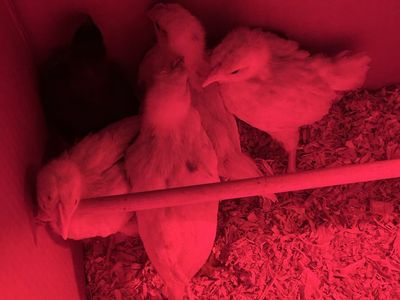 4 week old barnyard mix chicks