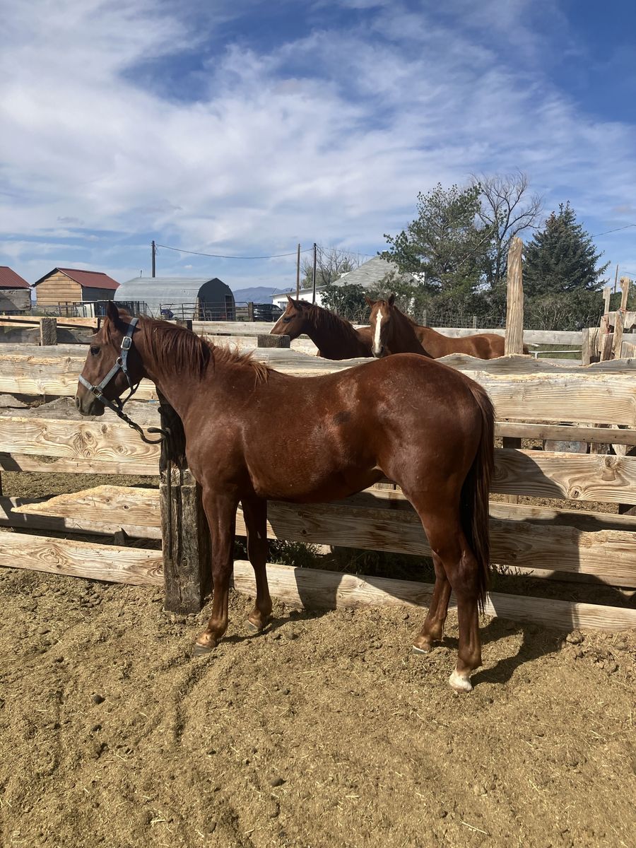 Sorrel colt