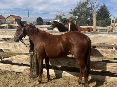 Sorrel colt
