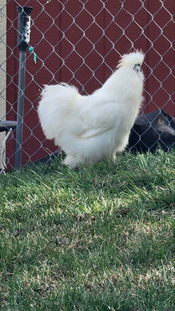 Silky Roosters for sale.  1 Zombie 1 Partridge