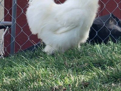 Silky Roosters for sale. 1 Zombie 1 Partridge