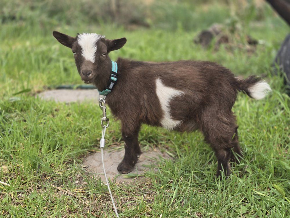 3 month old tiny nigerian dwarf buckling