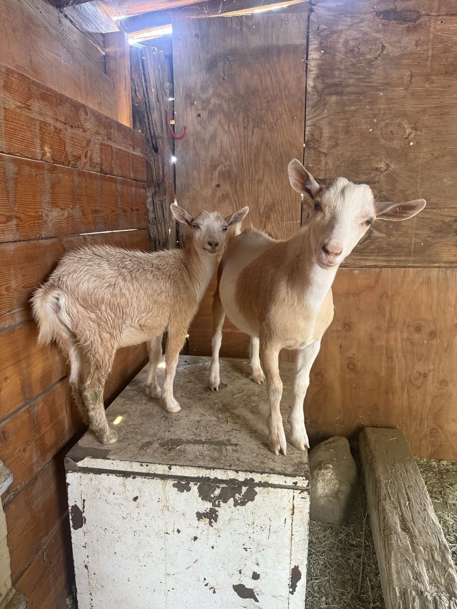 100% Nigerian dwarf twins🩷🩵