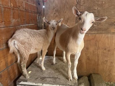 100% Nigerian dwarf twins🩷🩵