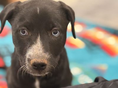 Blue and green eyed puppies for sale