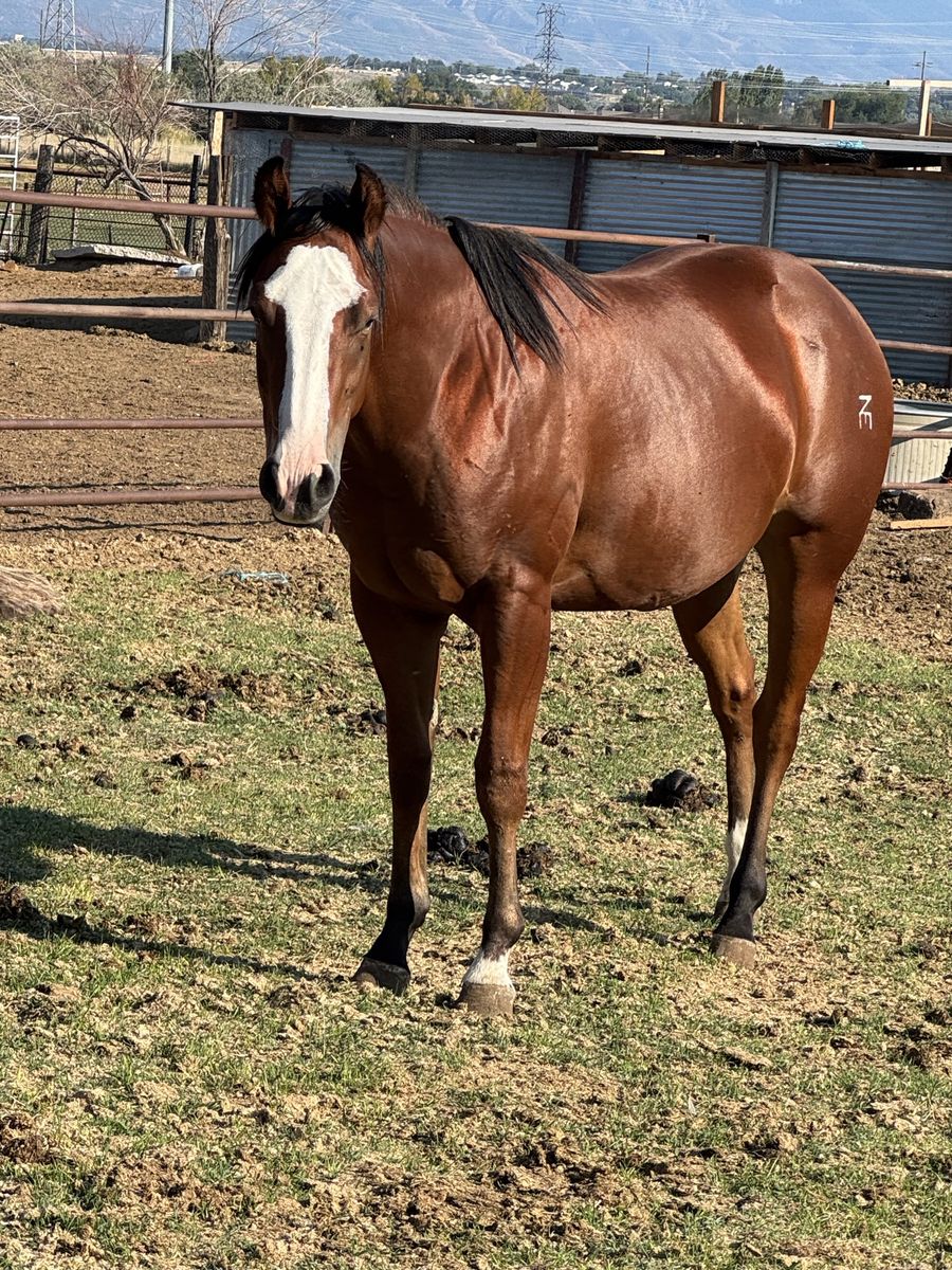 3 yr old mare