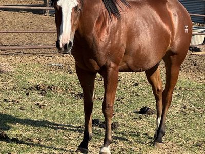3 yr old mare