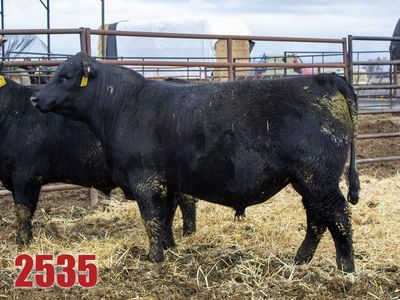 Reg. Angus Bull: R Architect 2535