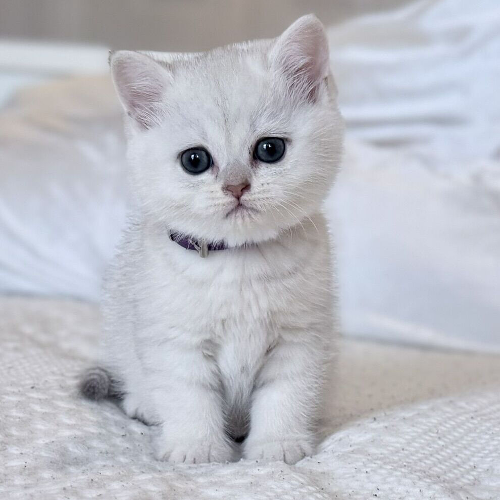 British Shorthair Kittens
