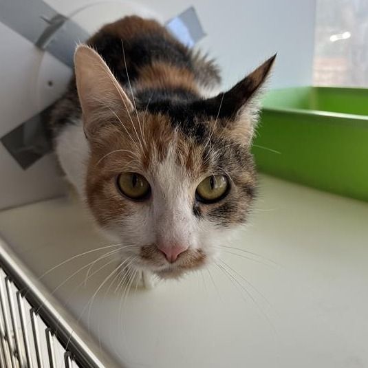 Hello my name is Honey