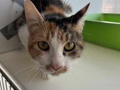 Hello my name is Irina