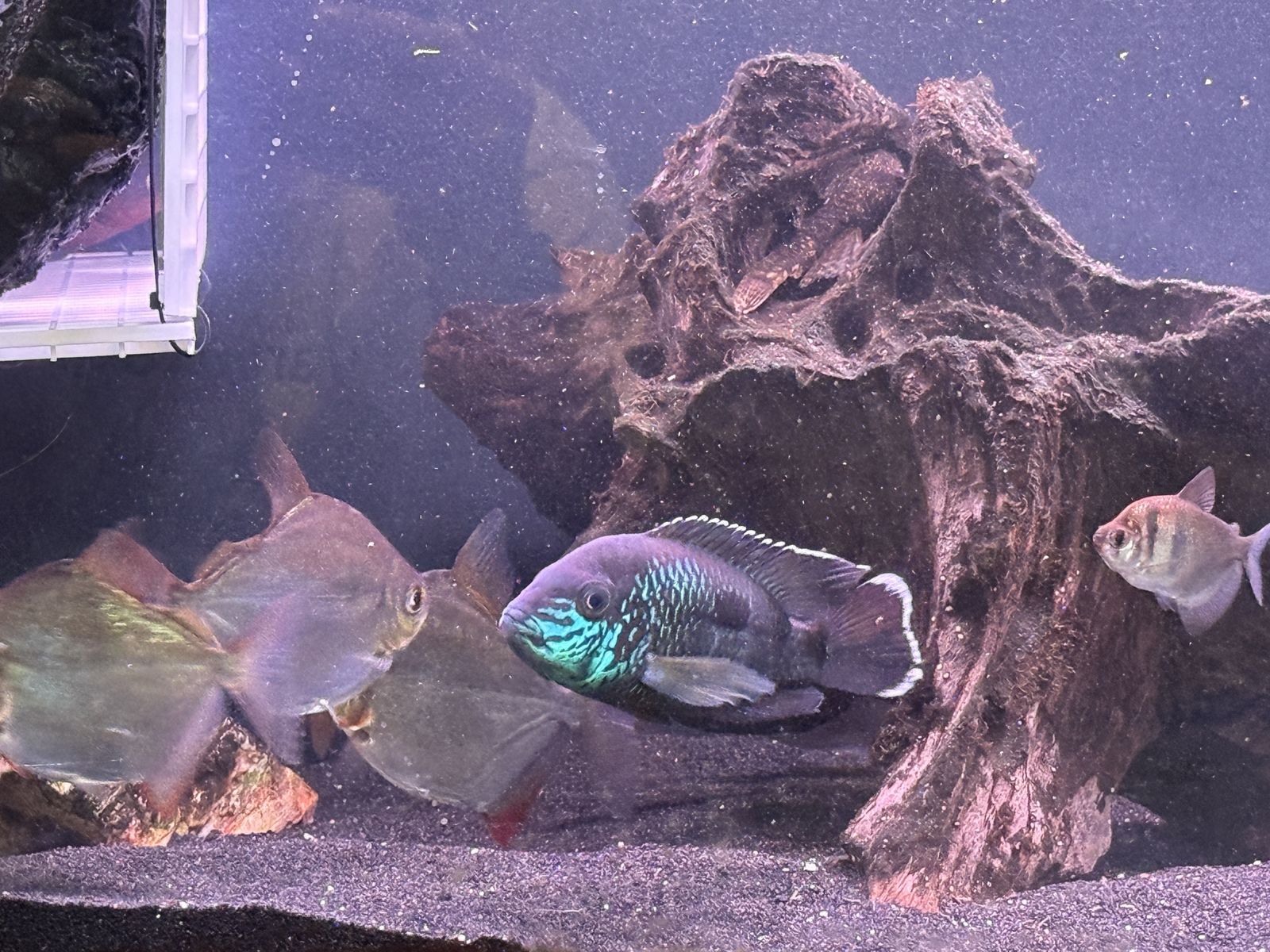 Male Green Terror Cichlid (Andinoacara rivulatus) – Vibrant Colors