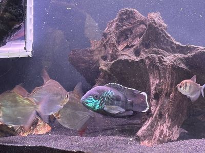 Male Green Terror Cichlid (Andinoacara rivulatus) – Vibrant Colors