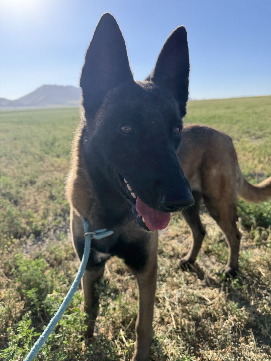Meet Letti