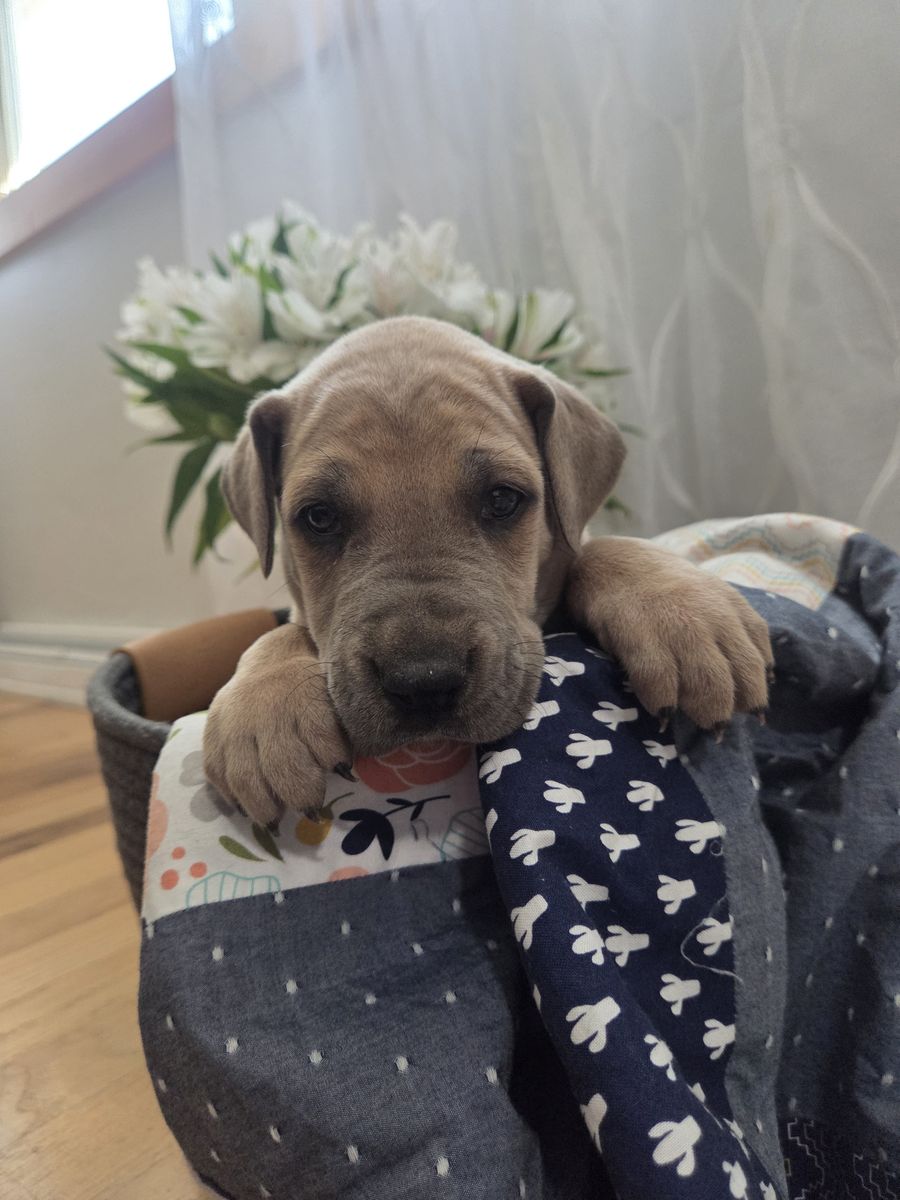 AKC Great Danes of Milo