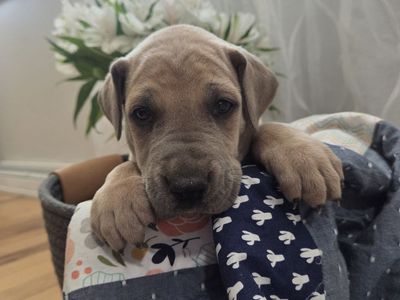 AKC Great Danes of Milo