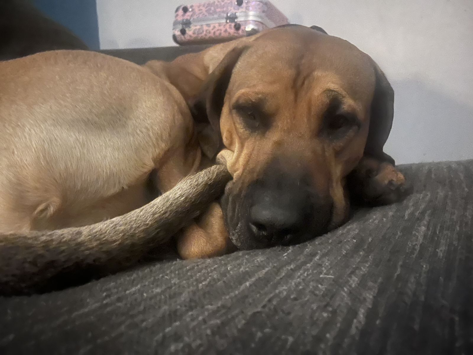 Huckleberry Rhodesian Ridgeback Mix