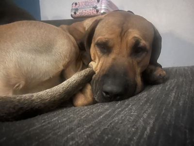 Huckleberry Rhodesian Ridgeback Mix