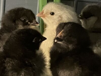 Colorful Egg Layer Chicks