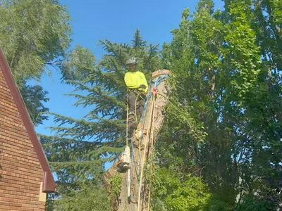 Advanced Tree Service