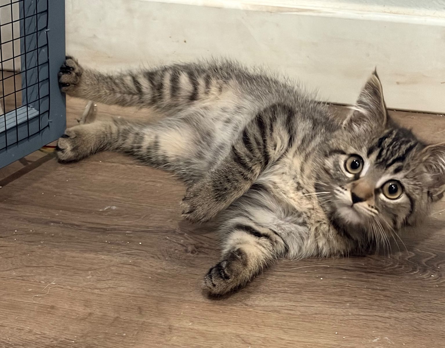 Adopt Hoot!