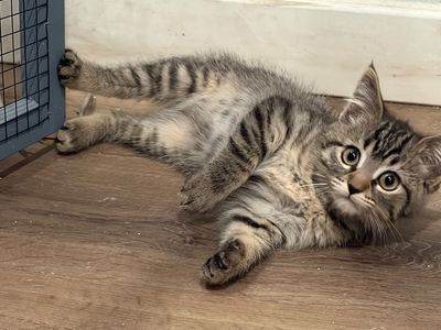 Adopt Hoot!