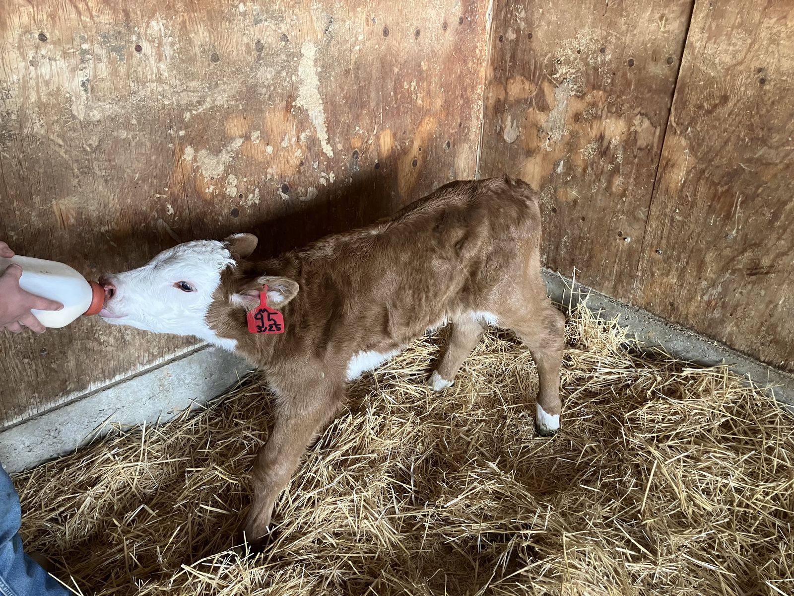 Bottle Calf