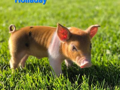 Duroc/ Hampshire piglets