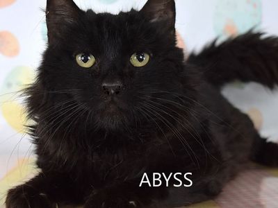 Hello my name is Abyss