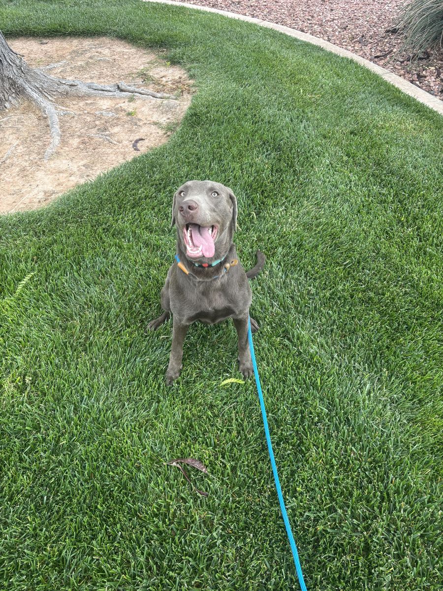 9 Month Old Lab – Rehoming