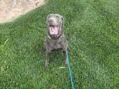 9 Month Old Lab – Rehoming