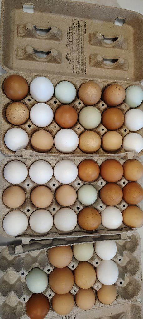 Eggs