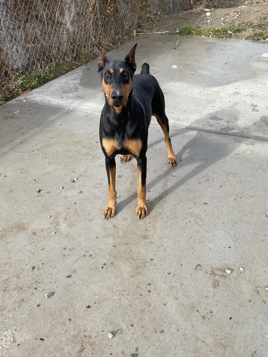 Doberman