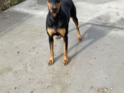 Doberman