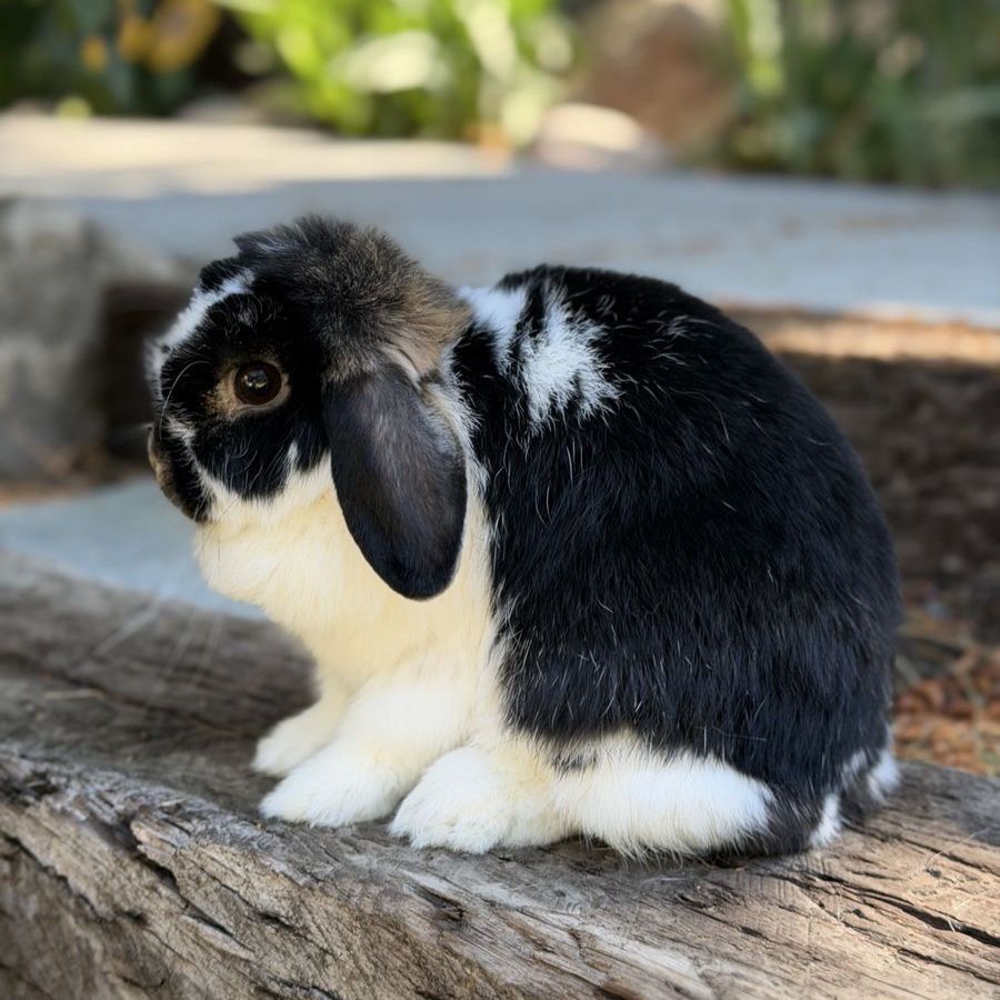 Holland Lop Doe