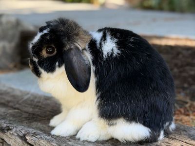 Holland Lop Doe