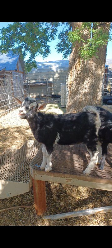 ADGA registerable Nigerian Dwarf Buckling
