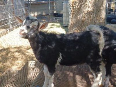 ADGA registerable Nigerian Dwarf Buckling