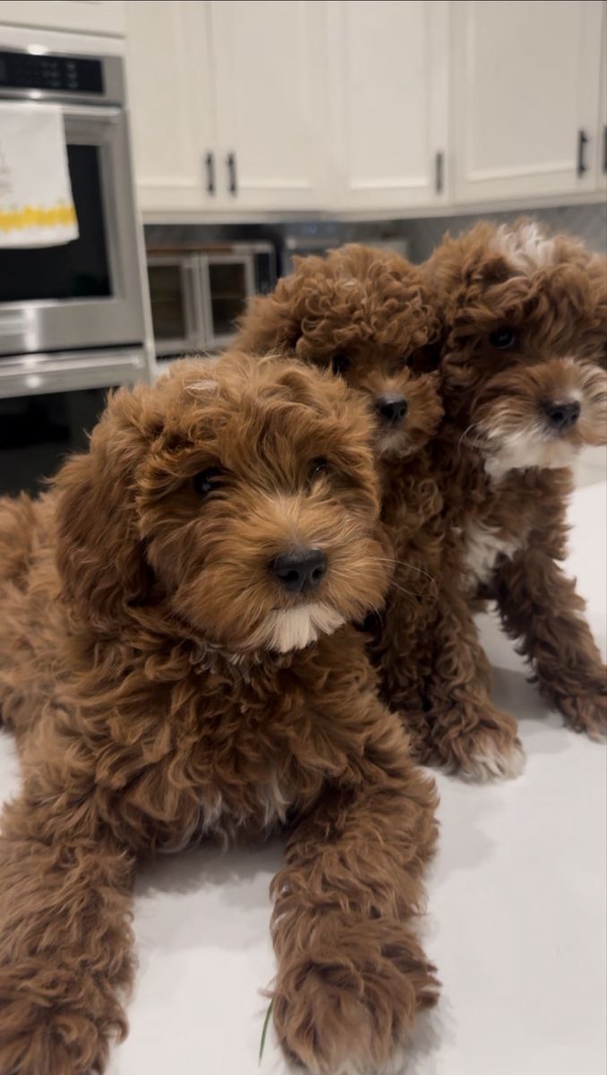 Toy Goldendoodle Puppies - Ready for Their Forever Homes!