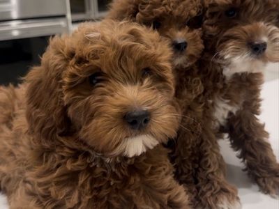Toy Goldendoodle Puppies - Ready for Their Forever Homes!