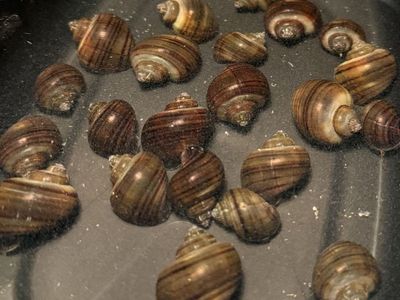 Mystery Snails