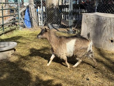 Tennessee Myotonic Doe