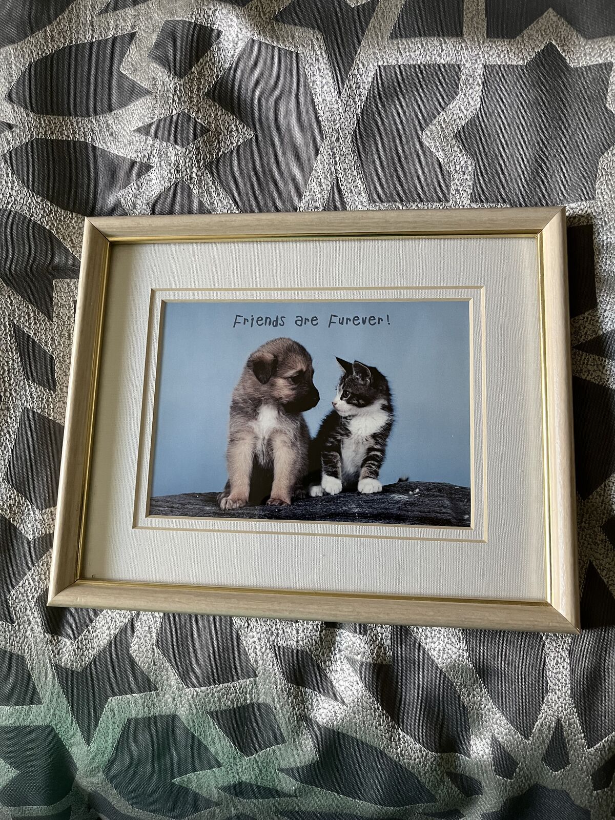 Picture frame of a Dog & a Cat - Friends are Furever