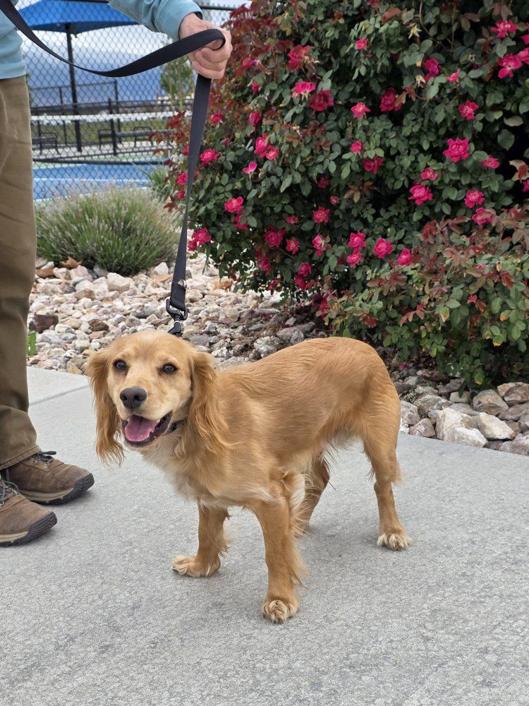 Field bred English Cocker Spaniel