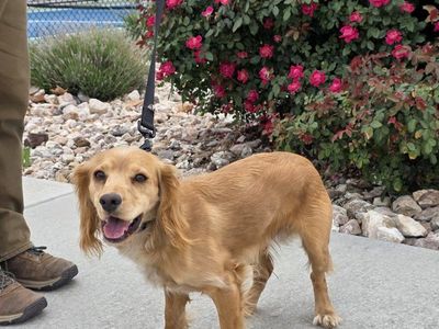Field bred English Cocker Spaniel