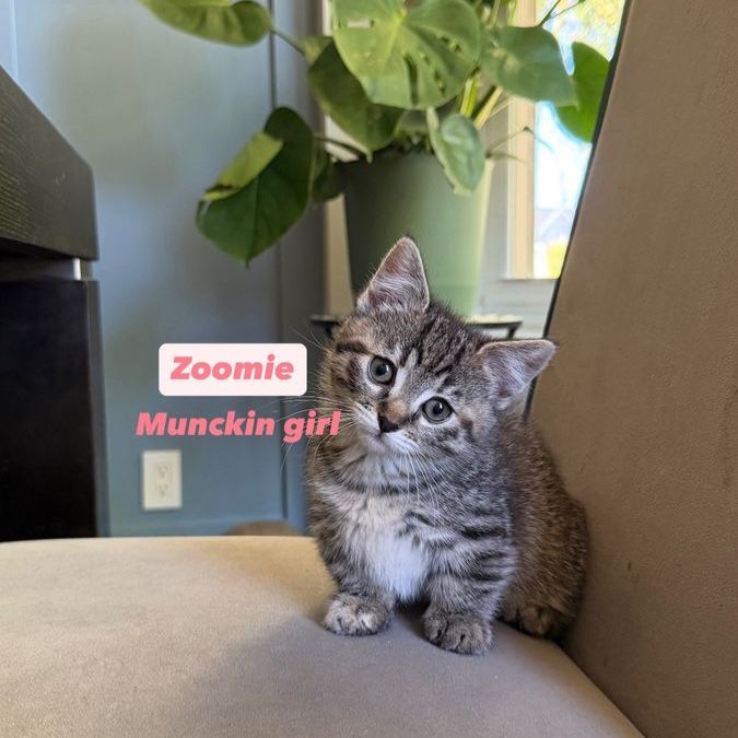 Adorable Munchkin Kittens Ready for Their Forever Homes