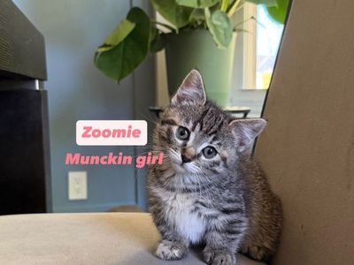 Adorable Munchkin Kittens Ready for Their Forever Homes
