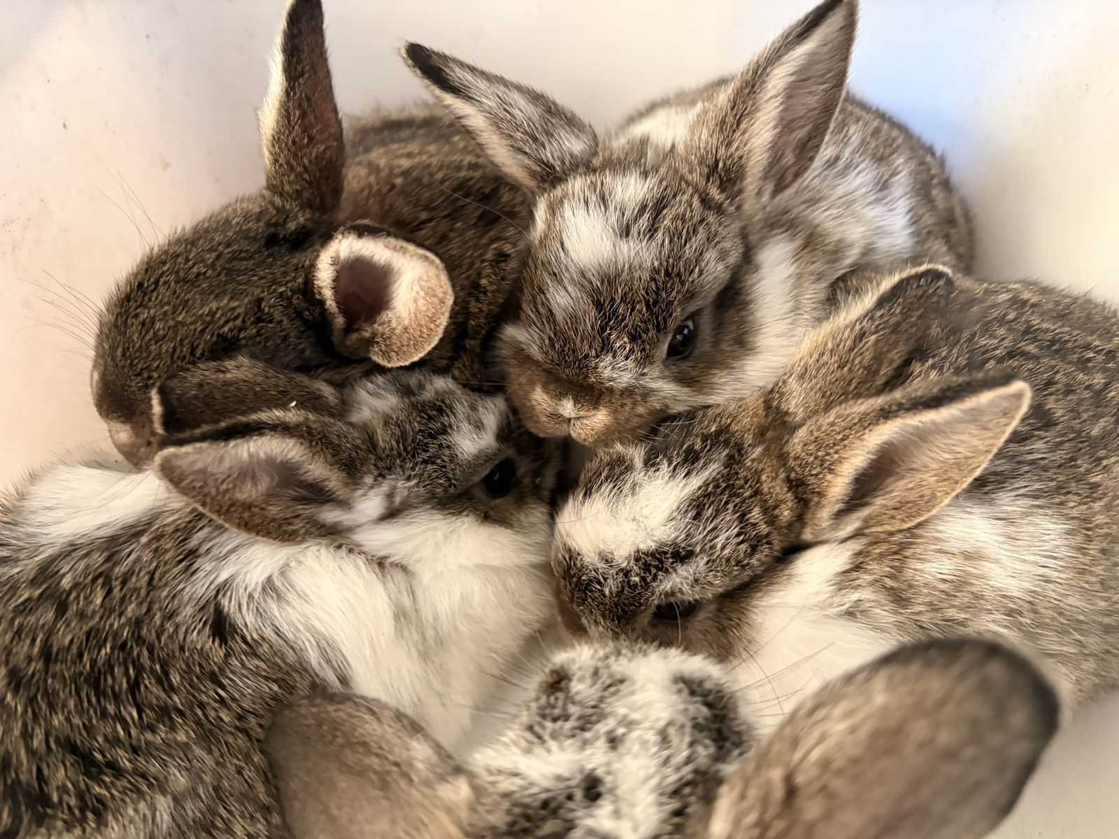Miniature Holland Lop Bunnies