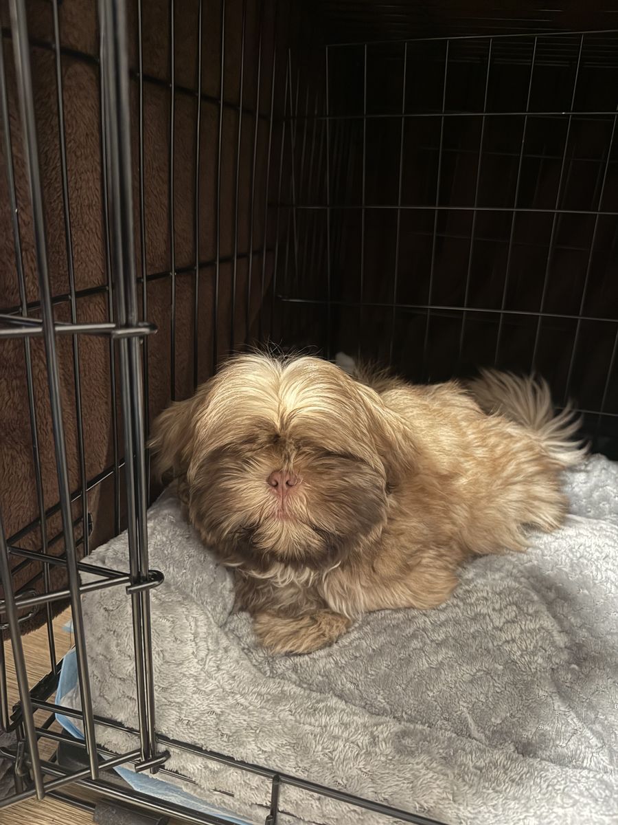 Puppy shiz tzu